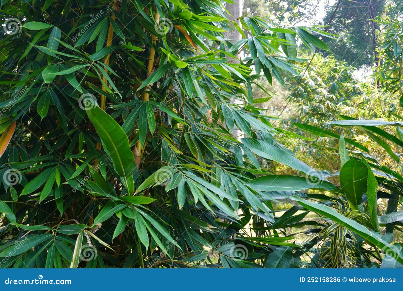 Yellow Bamboo Tree in the Garden Stock Photo Image of abstract