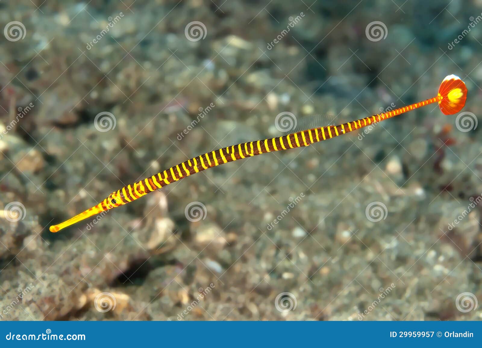 yellow banded pipefish