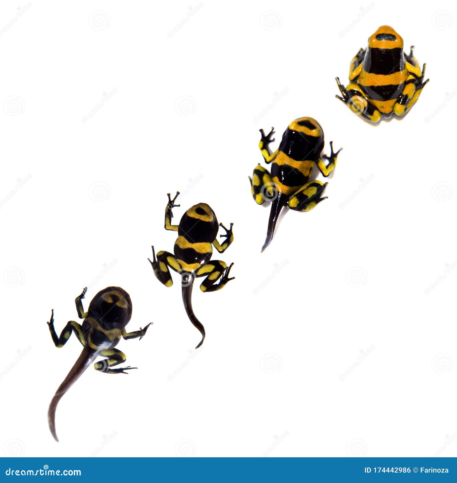 The Bumblebee Poison Dart Tadpole To Froglet Development on White Stock