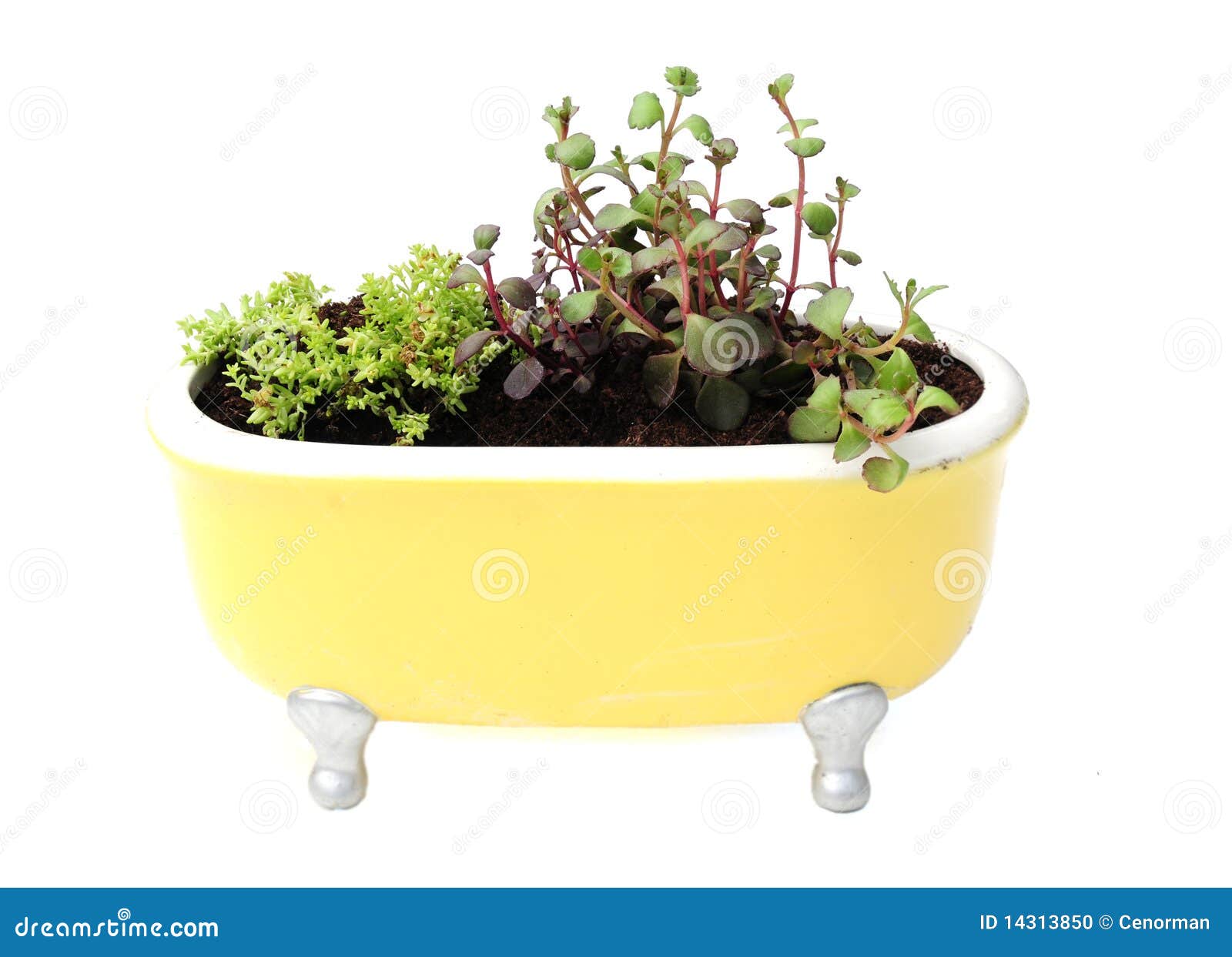 Yellow bath planter stock photo. Image of natural, grow 14313850