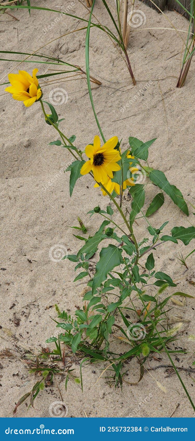 Yellow Beach Flowers Growing in Sand Stock Photo Image of insect