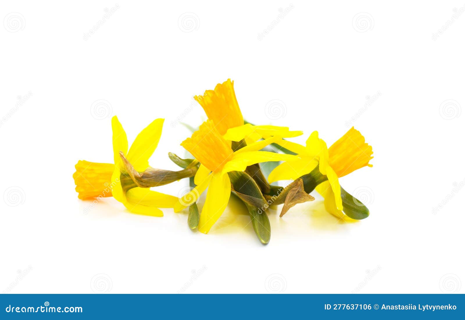 Yellow beautiful daffodils stock photo. Image of stem 277637106