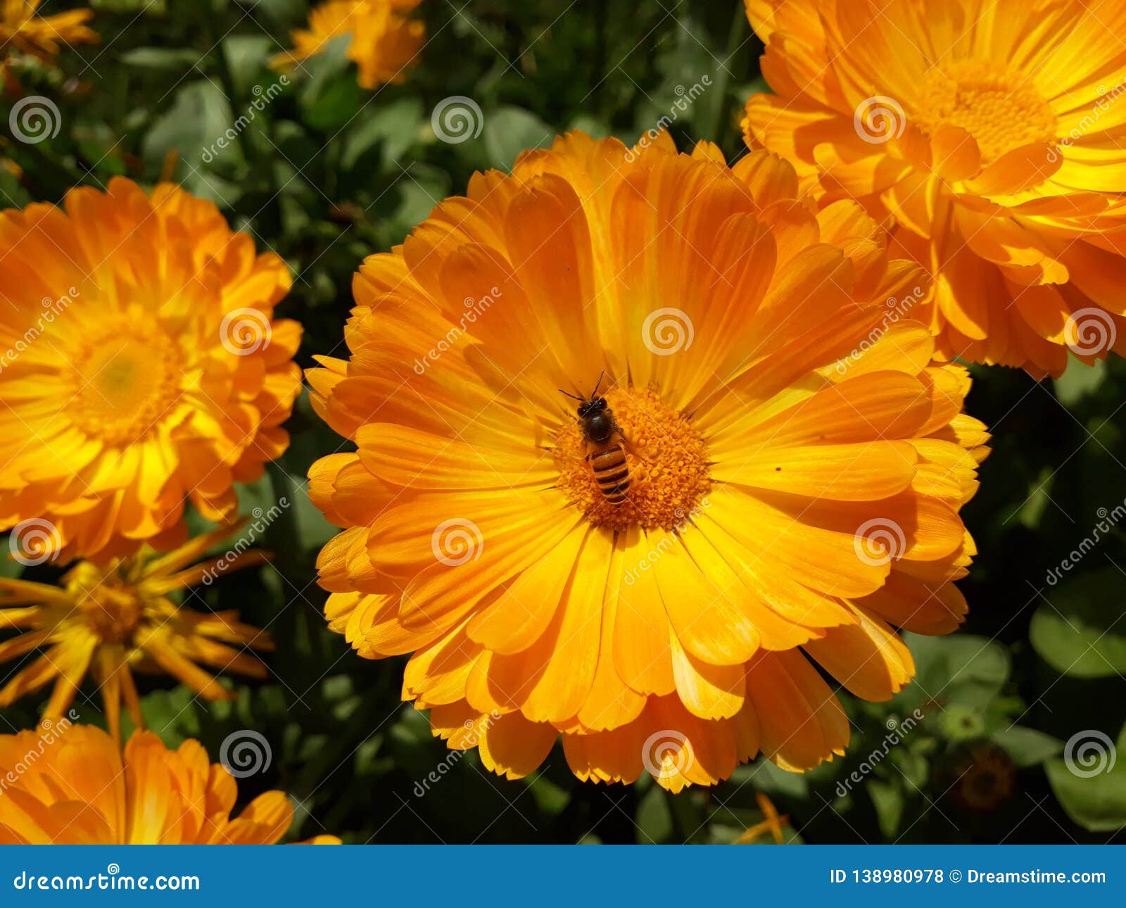 yellow beautiful flower in sunny weather