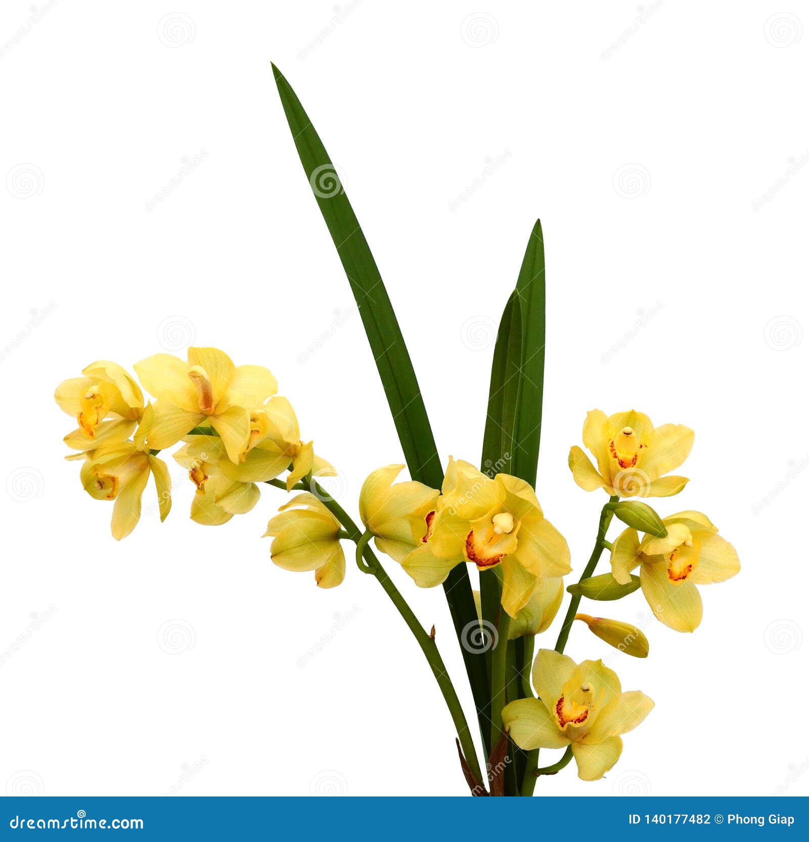 yellow beautiful orchids on a white background
