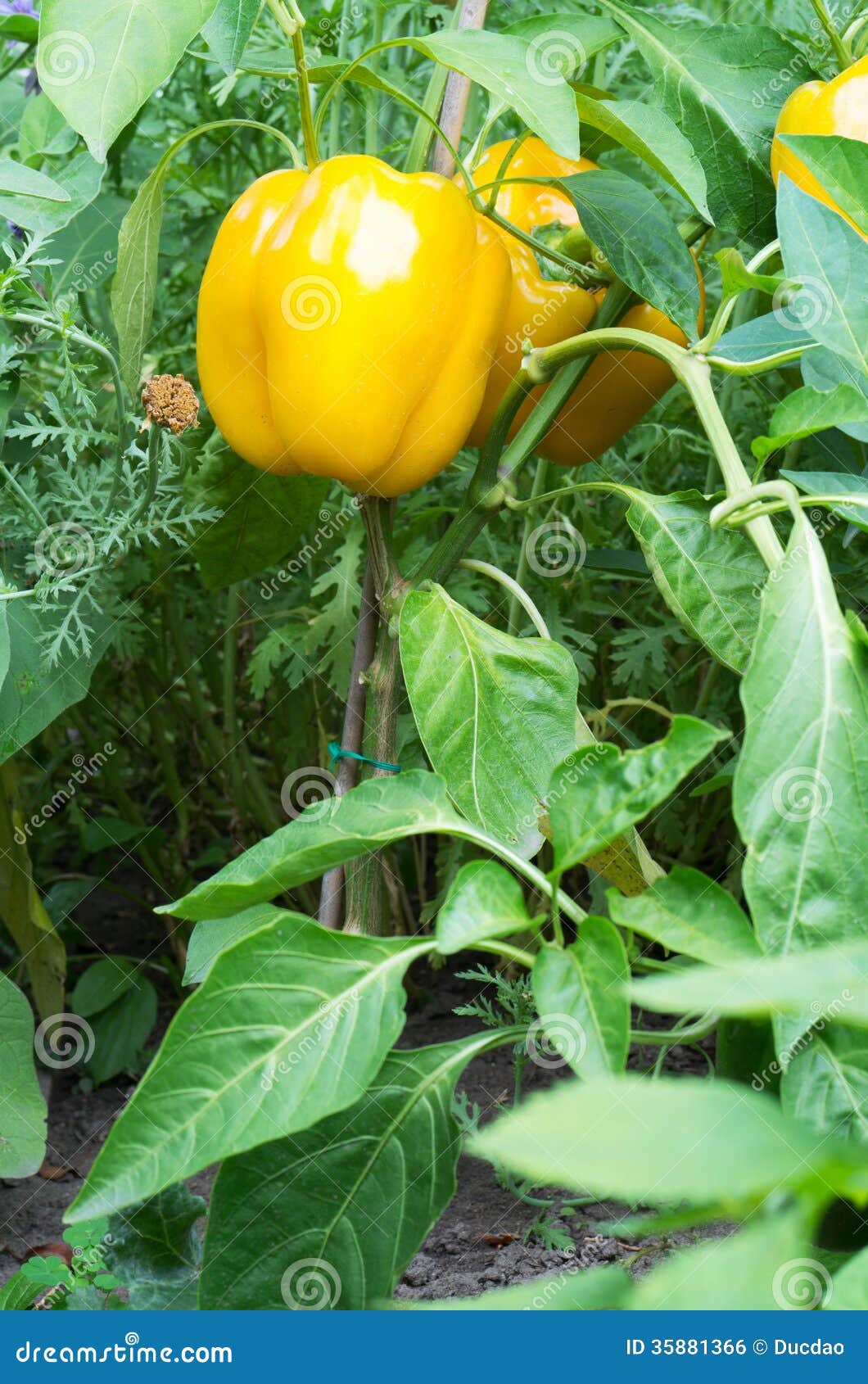 Yellow bell pepper plant stock photo. Image of green 35881366