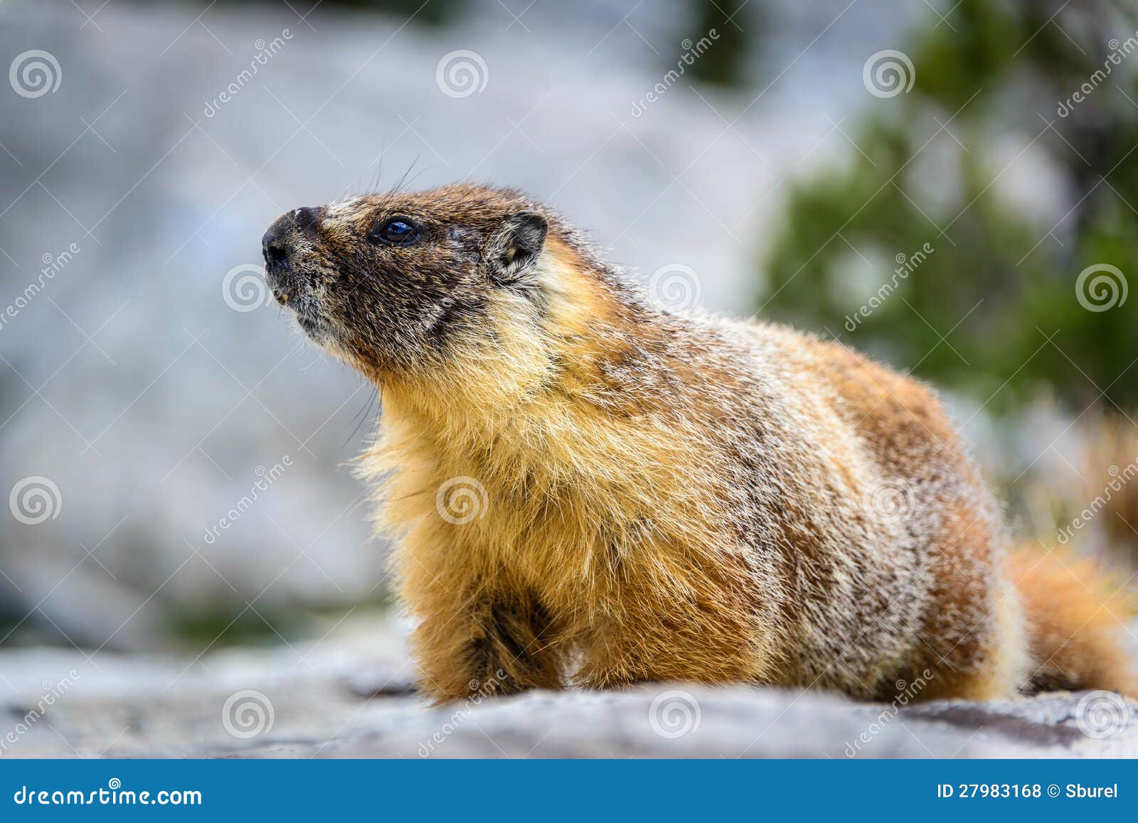 yellow bellied marmot, sequoia national park