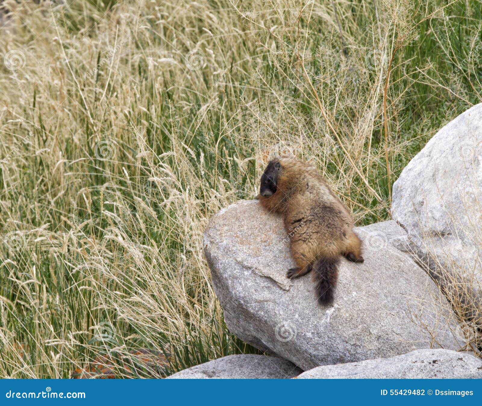 Yellow Bellied Marmot Sunbathing. Yellow-bellied marmot sunbathes on a rock