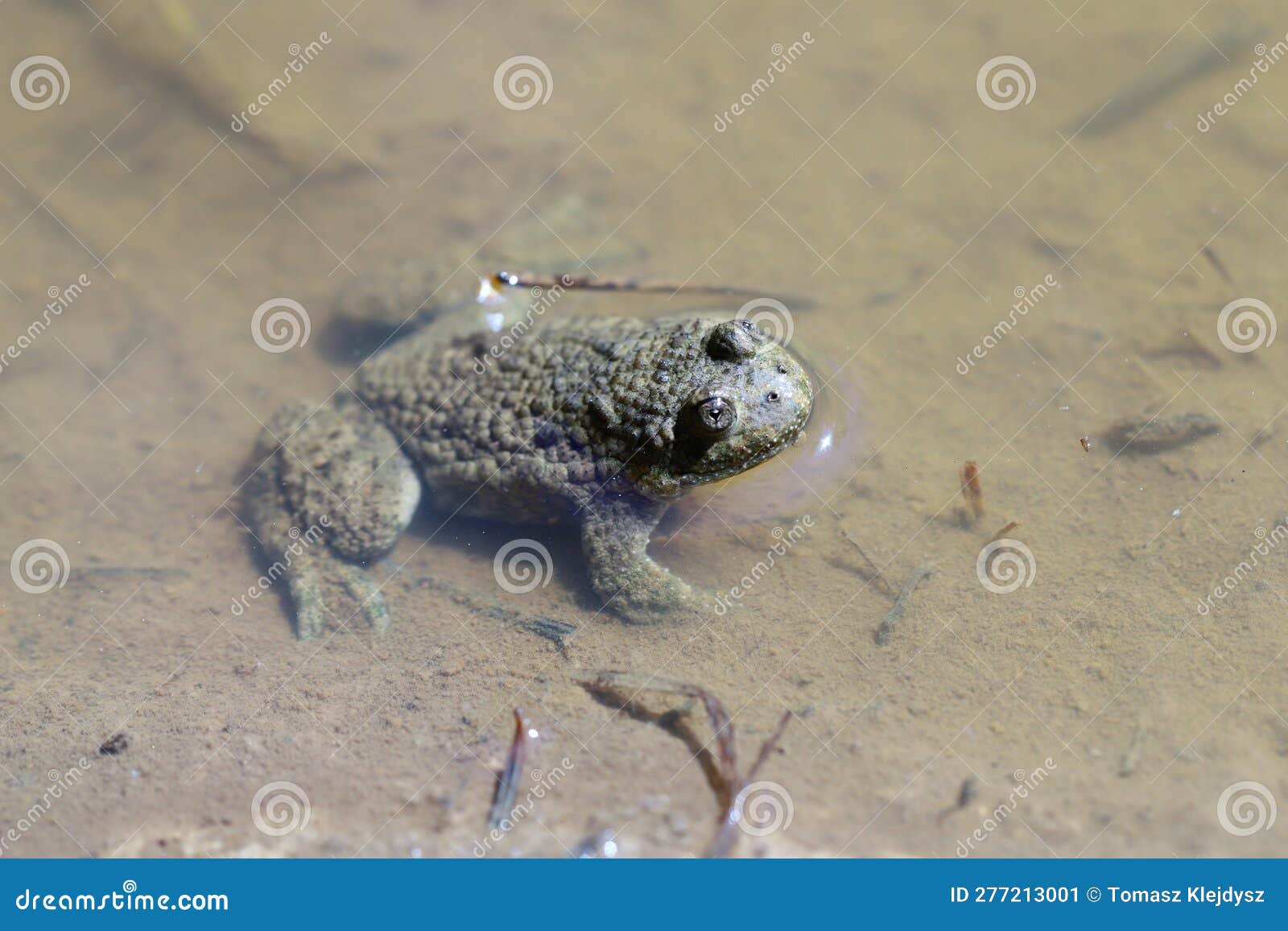 Yellow-Bellied Toad, Bombina Variegata. Rare Endangered Species of ...