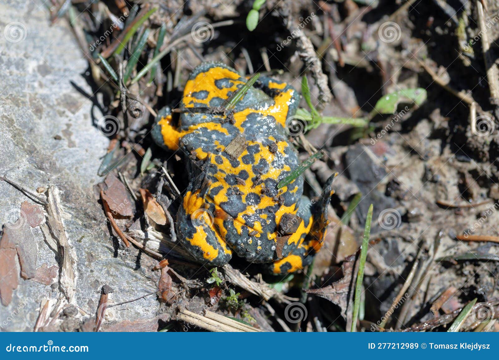 Yellow-Bellied Toad, Bombina Variegata. Rare Endangered Species of ...