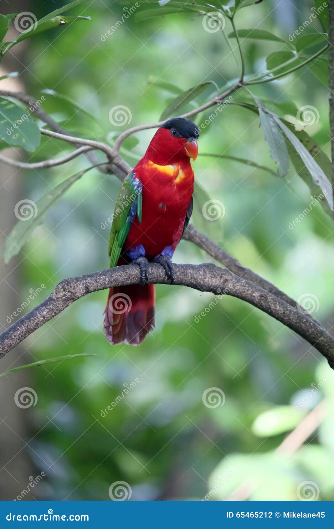 yellow-bibbed lory, lorius chlorocercus