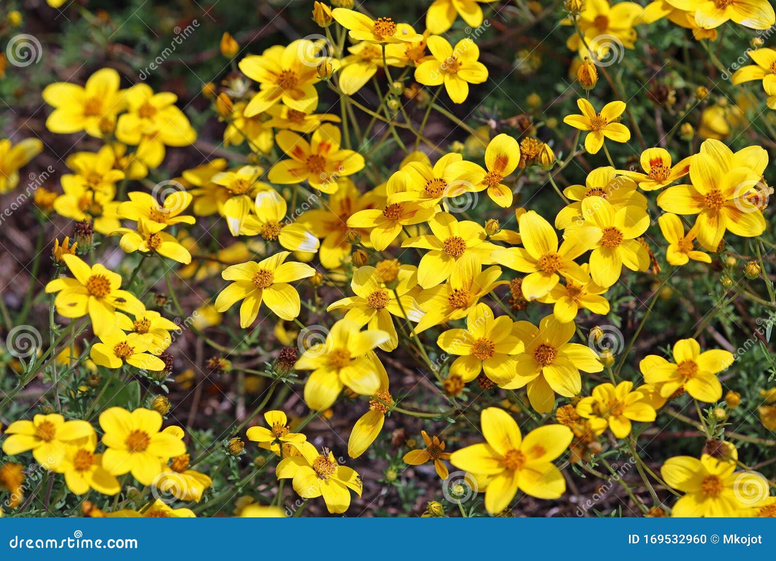 Yellow Bidens Laevis Stock Photo Image Of Outdoor Bloom 169532960