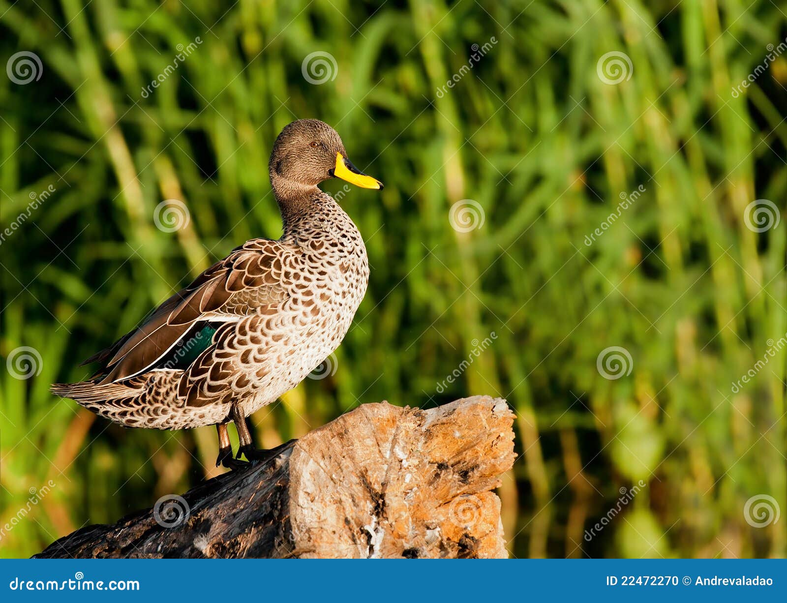 Yellow bill duck stock photo. Image of safari, avian 22472270