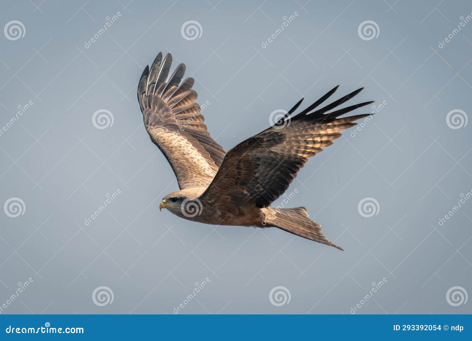 Yellowbilled Kite Flies Under Perfect Blue Sky Stock Photo Image of milvus, lodge 293392054