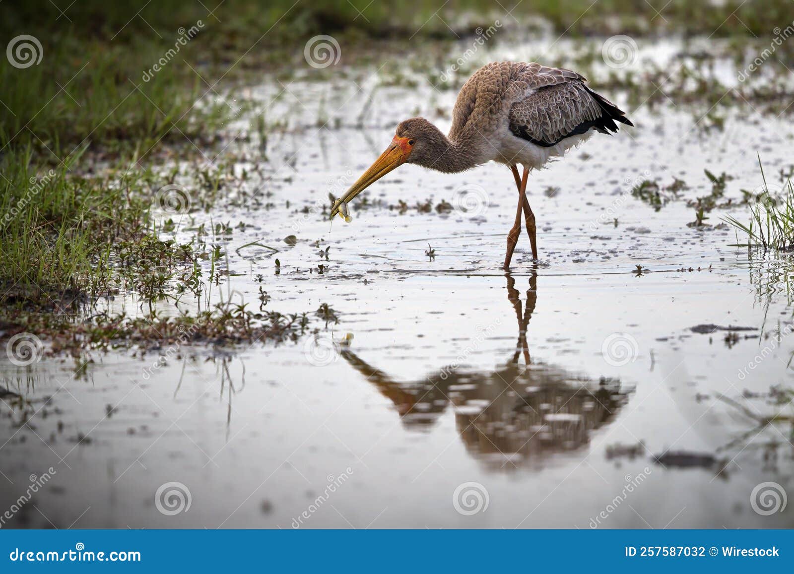 Yellow-billed Stork Captured Searching for Food with Its Beak in a ...