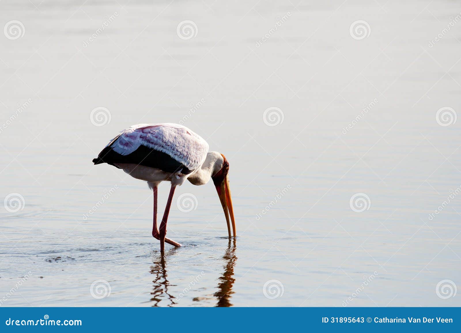 Yellow Billed Stork Feeding while Walking in Shallow Water Stock Image ...