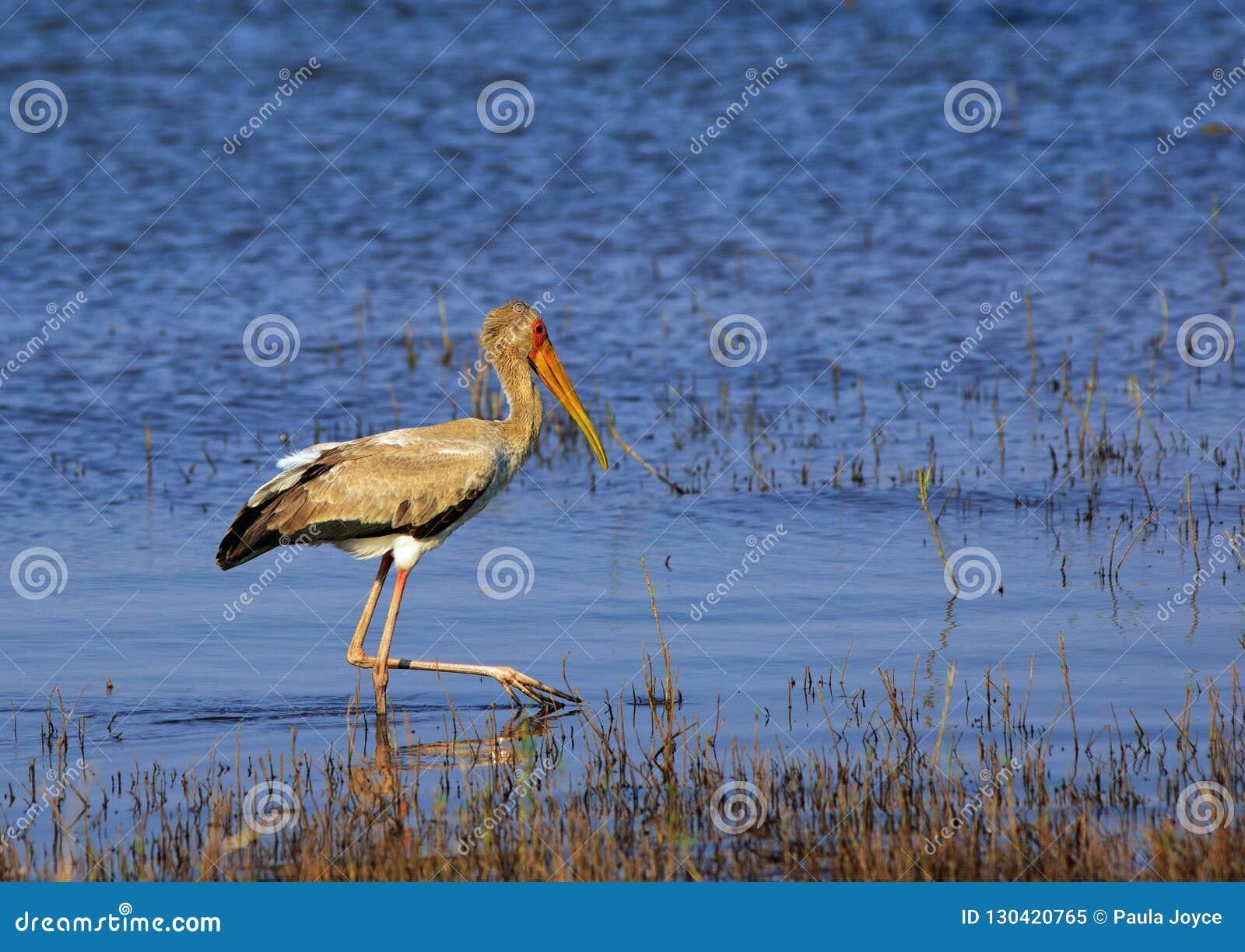 Yellow-billed Stork Wading on the Edge of a Vibrant Blue Lake in Lake ...