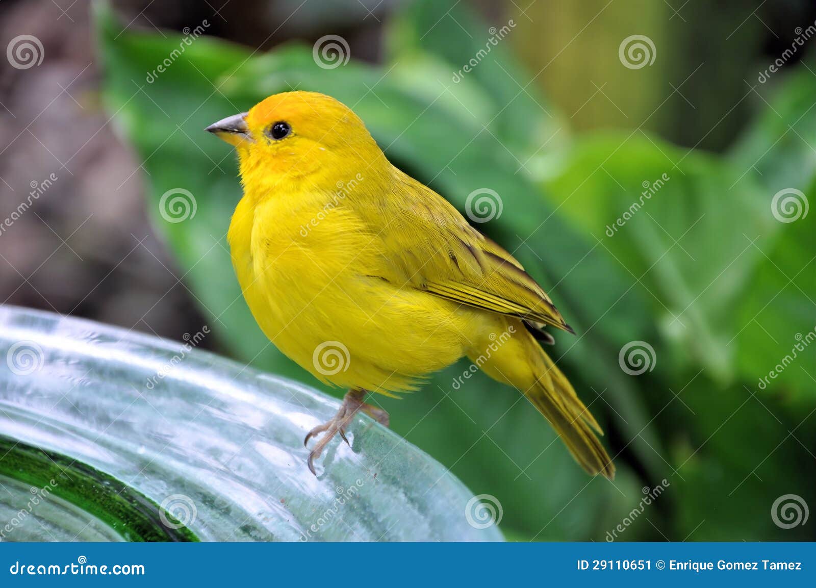 yellow bird