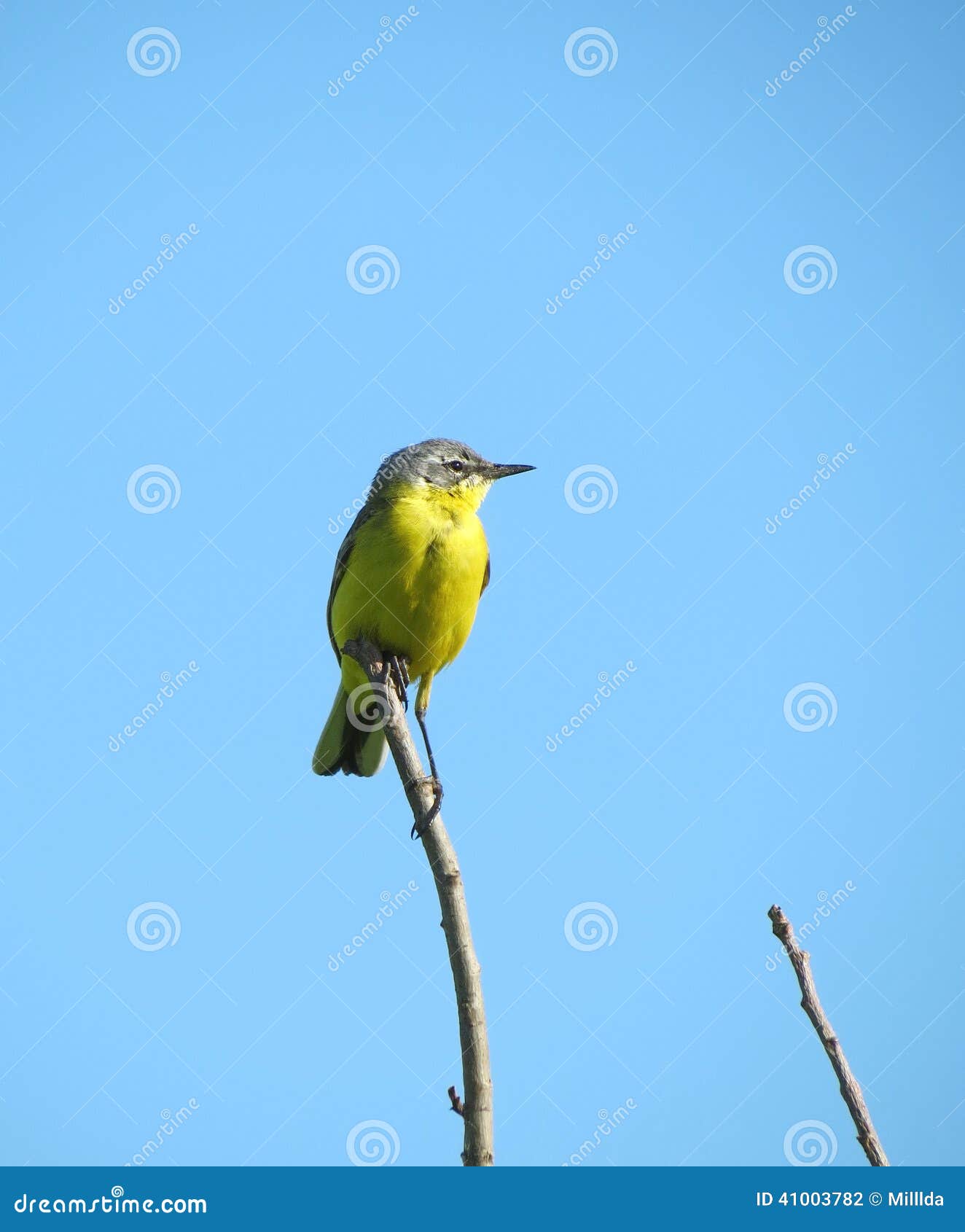 Yellow bird stock photo. Image of background, tail, yellow 41003782