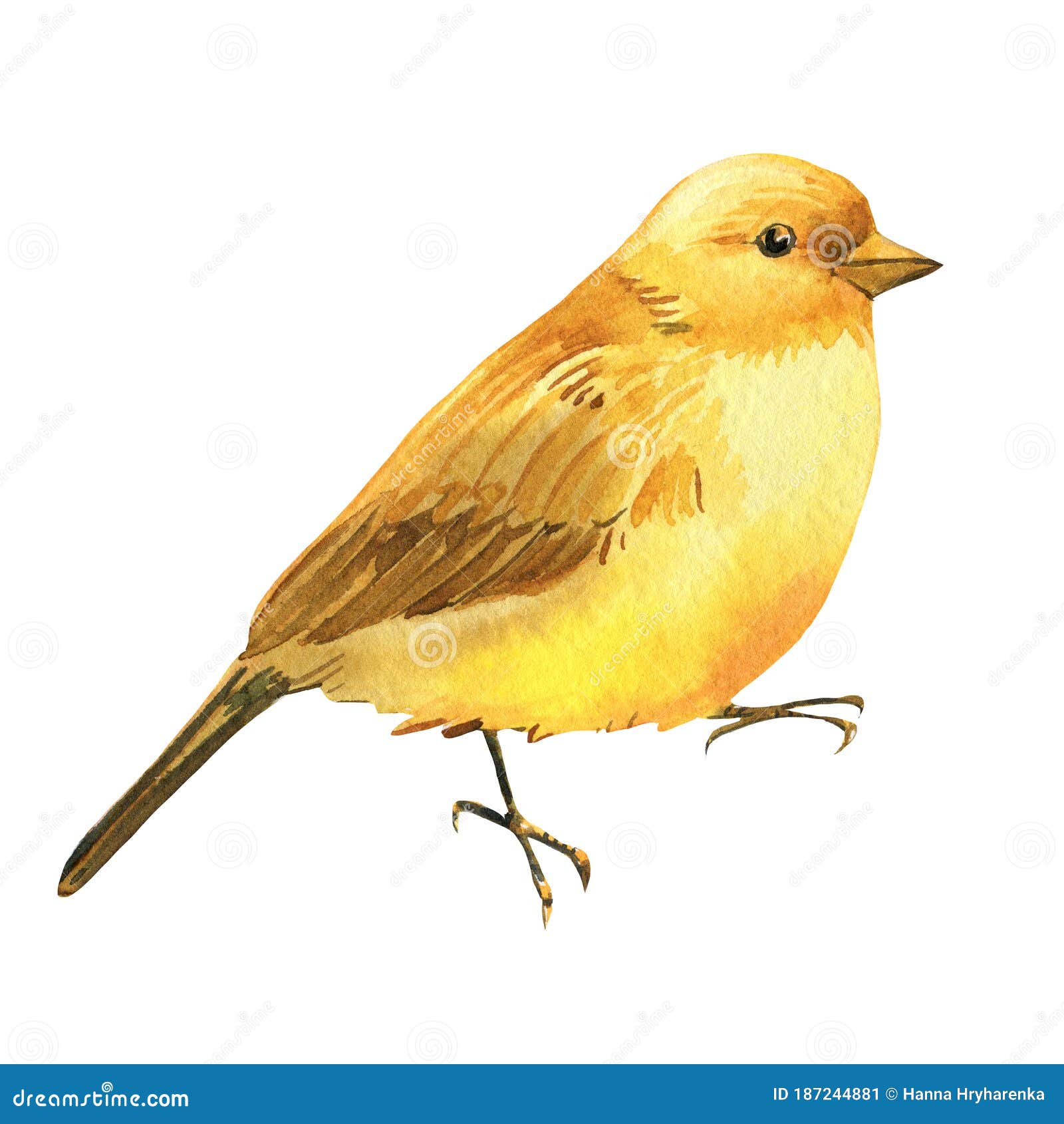How to Draw a Canary with Step by Step Tutorial to Drawing Canaries  How  to Draw Step by Step Drawing Tutorials