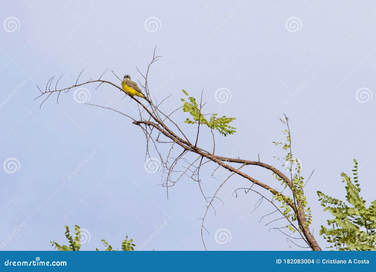 yellow bird on tree branch