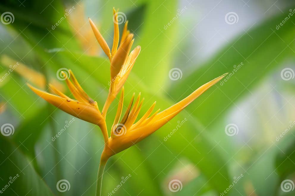 Yellow Bird of paradise stock image. Image of beauty - 289615967