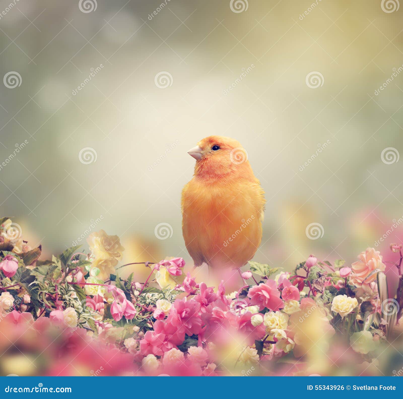 Yellow Bird stock photo. Image of colorful, songbird 55343926