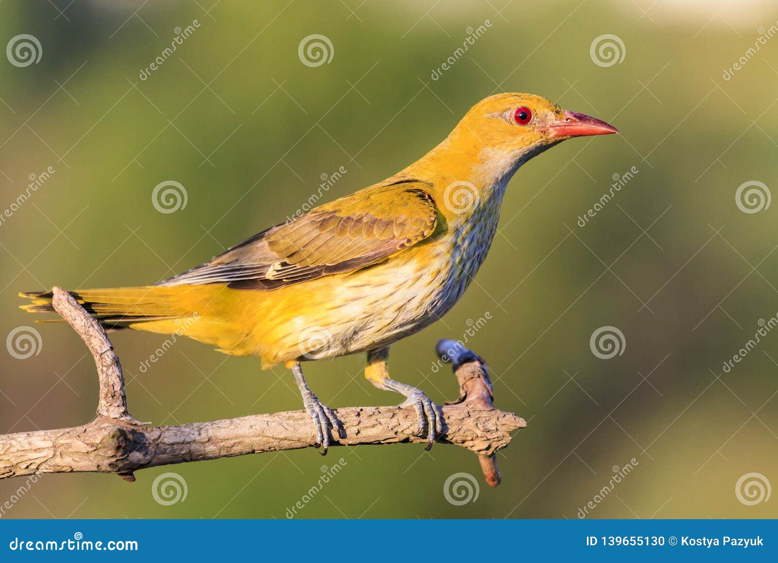 Yellow Bird with a Red Beak, Oriole Stock Photo Image of chirping, eurasian 139655130