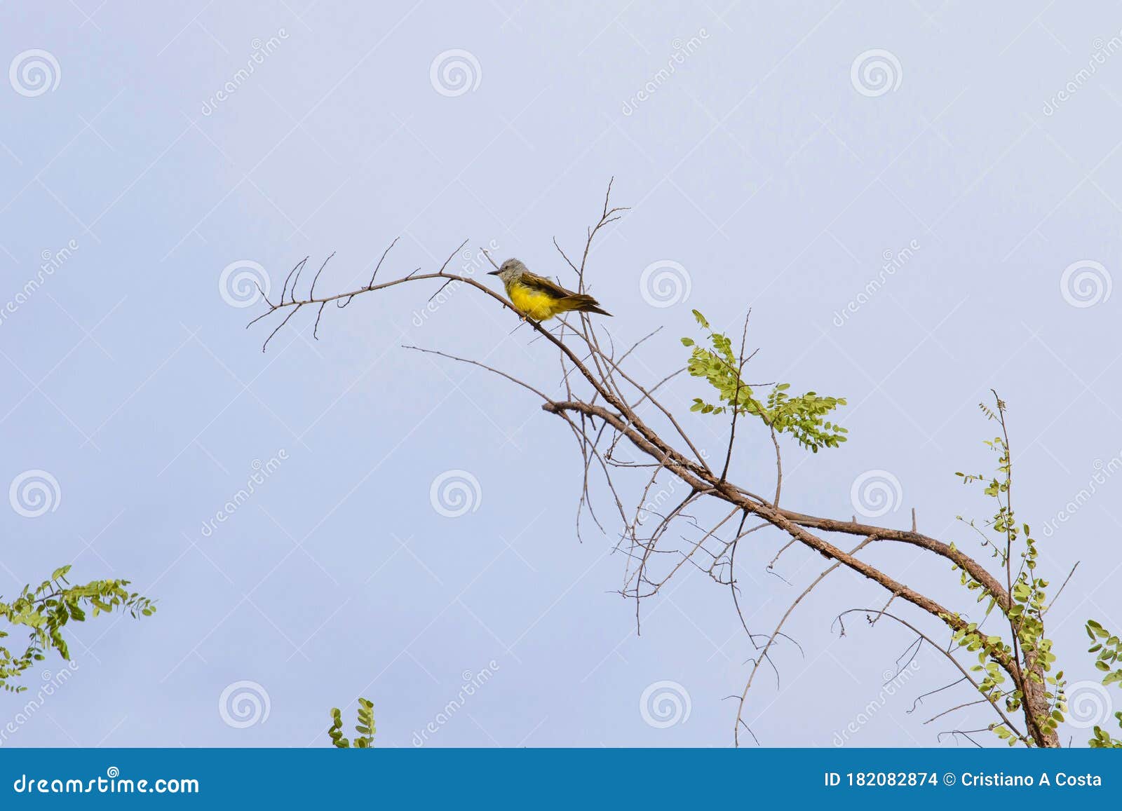 yellow bird on tree branch