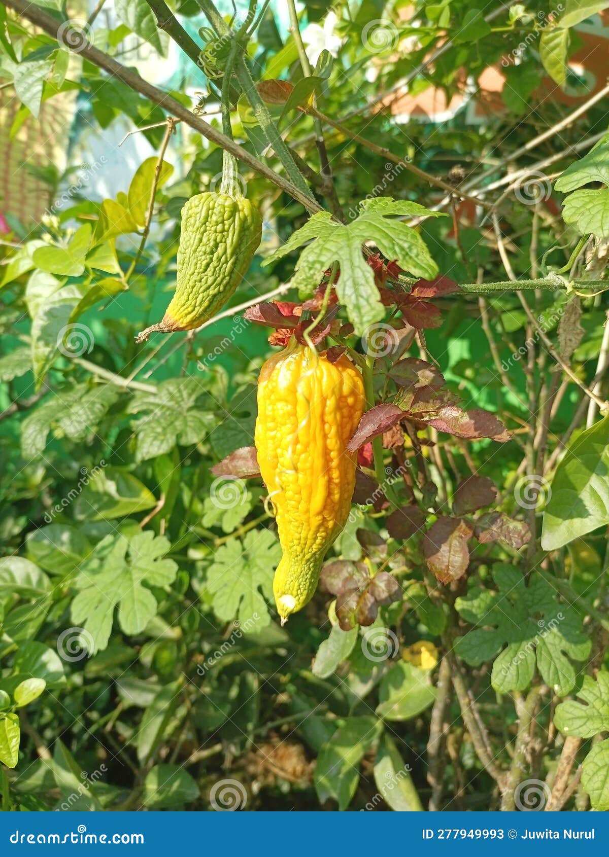 Yellow Bitter Gourd in the Front Yard of the House Stock Image Image