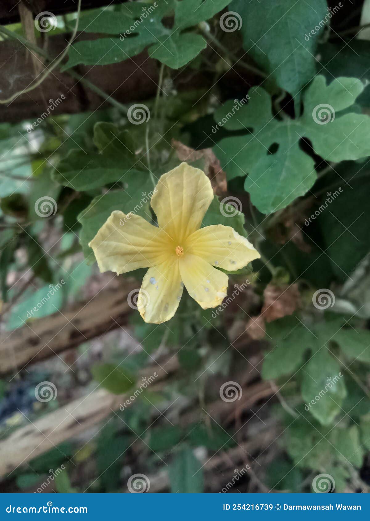 Yellow Bitter Melon Flowers are Blooming Stock Image Image of melon