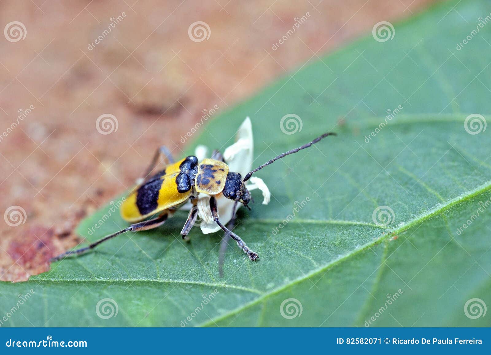 yellow and black bug identification