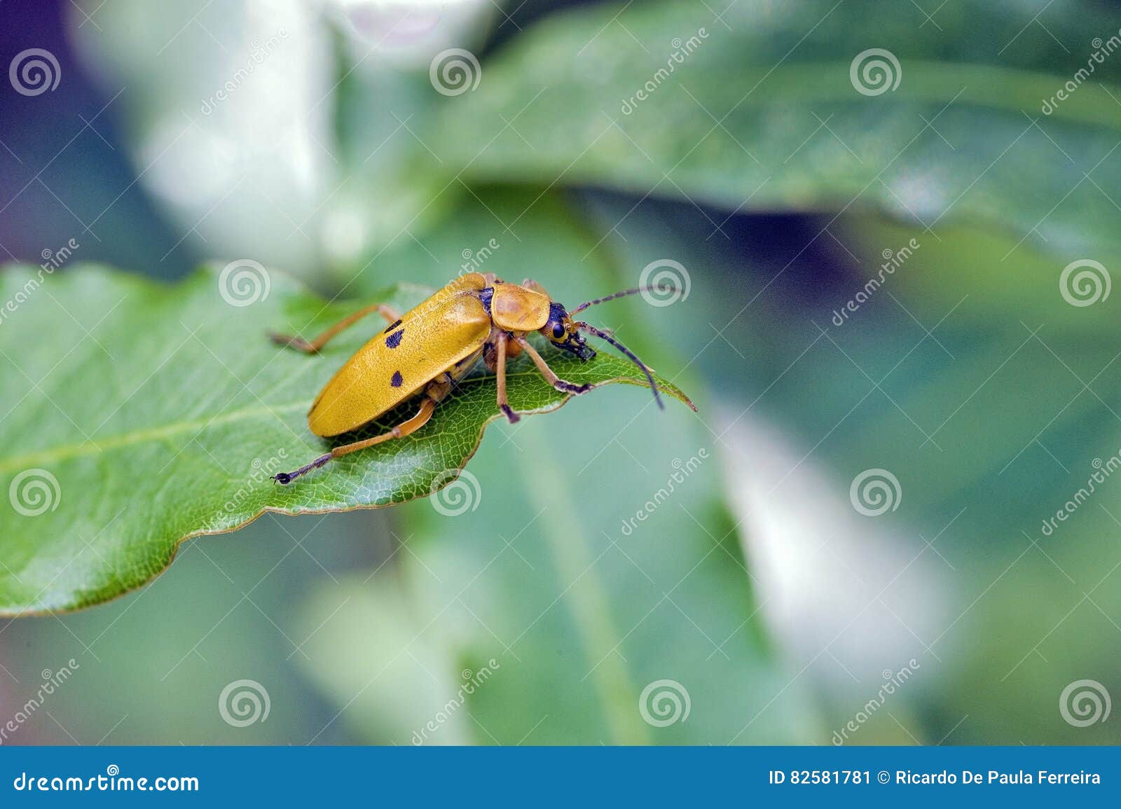 yellow and black bug identification