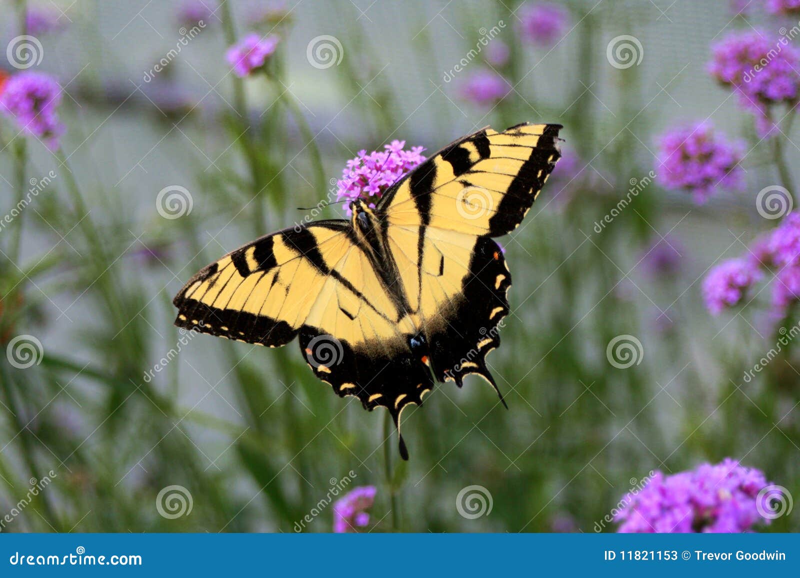 Yellow and Black Butterfly stock image. Image of butterfly 11821153