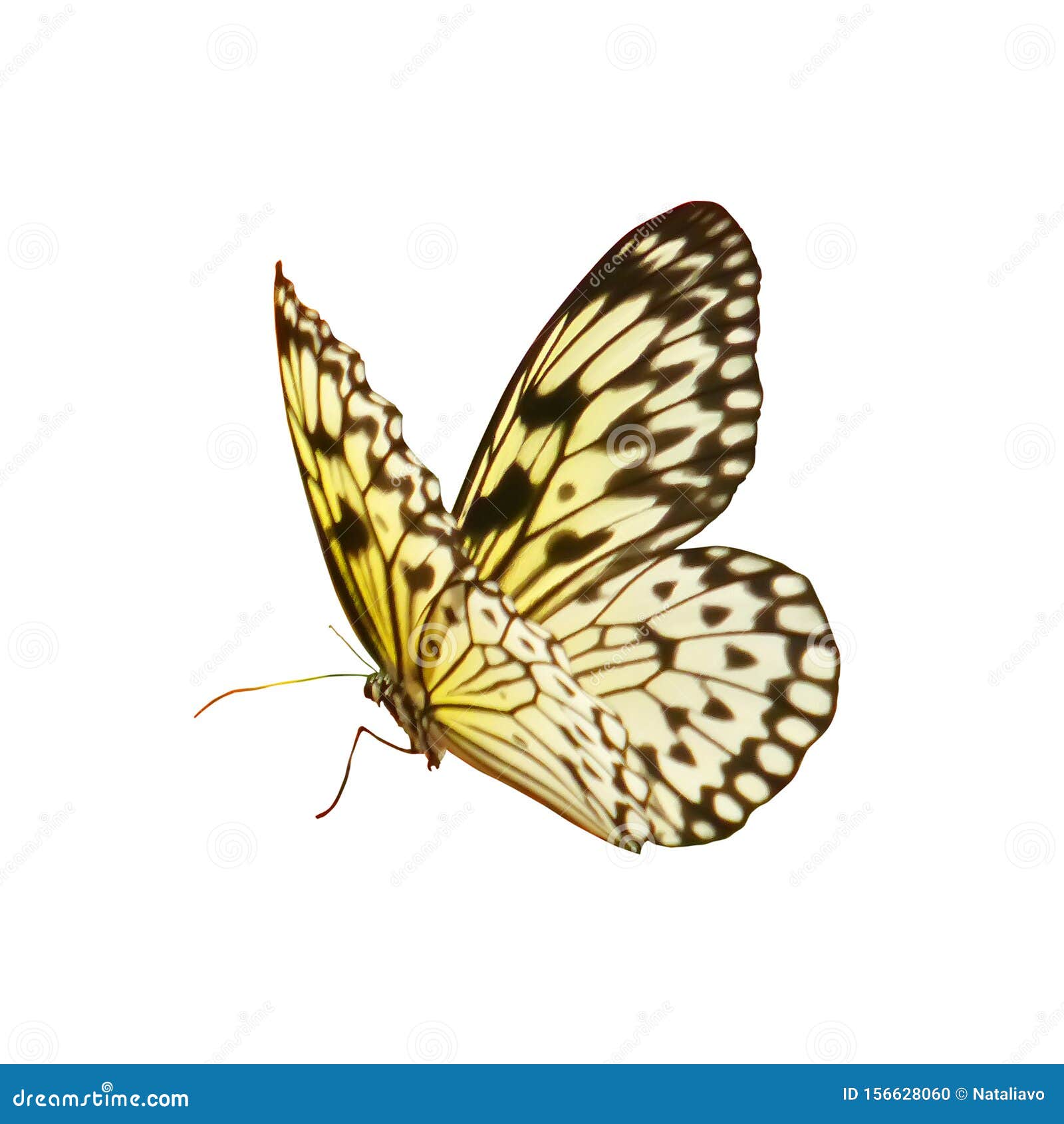 My Image 25