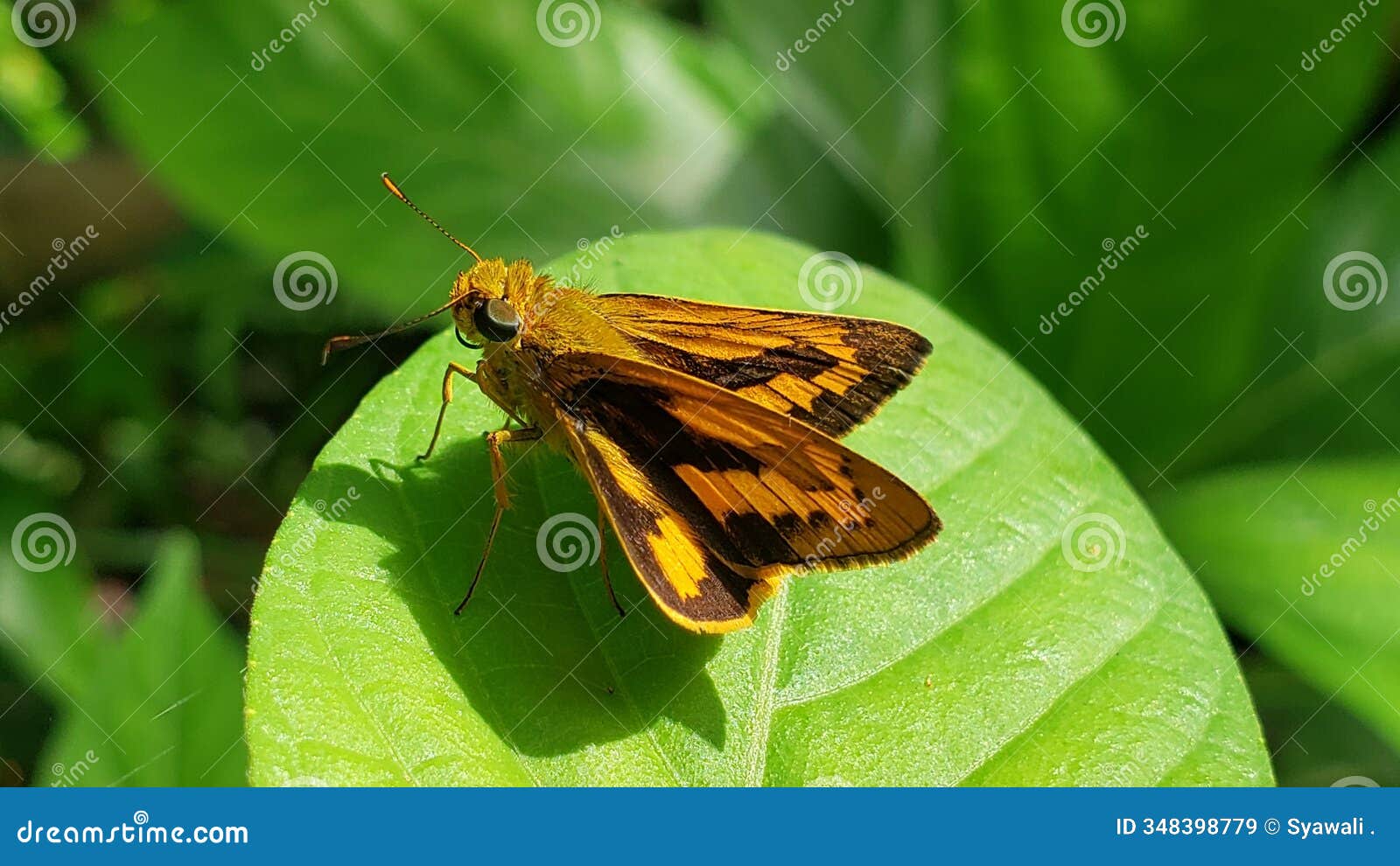 yellow and black butterfly resting on a green leaf
