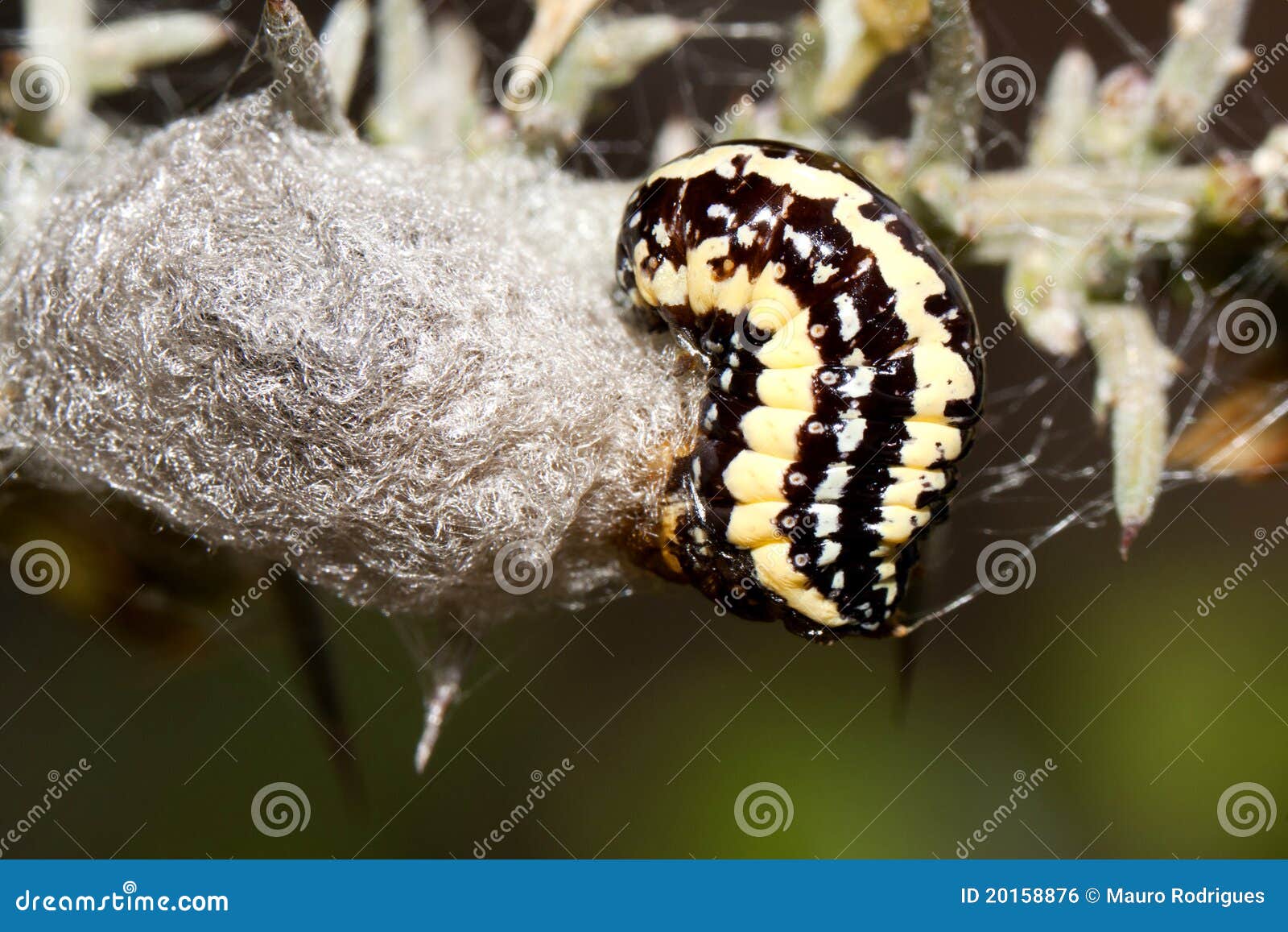 Yellow and Black Caterpillar Stock Photo Image of detail, animal