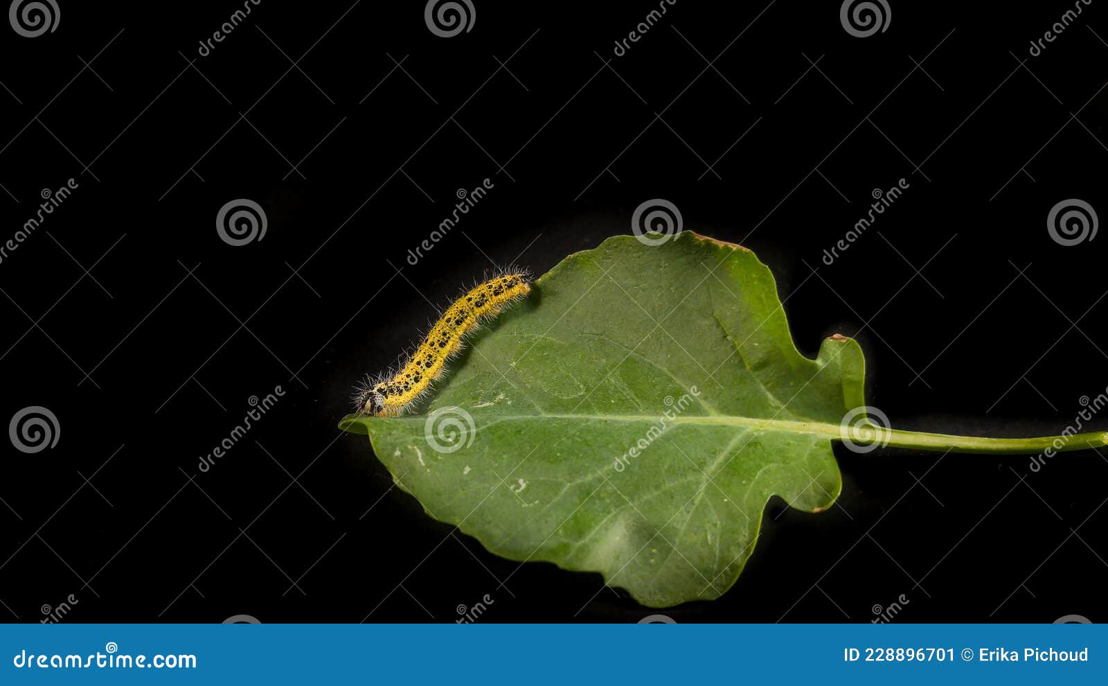 Yellow and Black Caterpillar, Called `cabbageworm` on a Broccoli Leaf