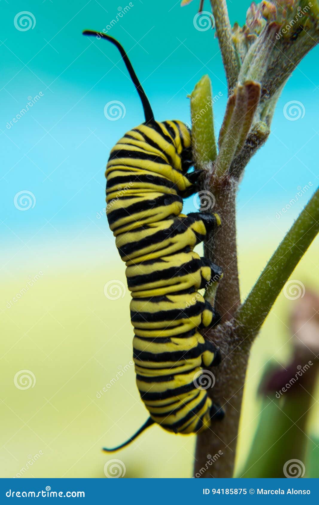 yellow and black caterpillar on turquoise background