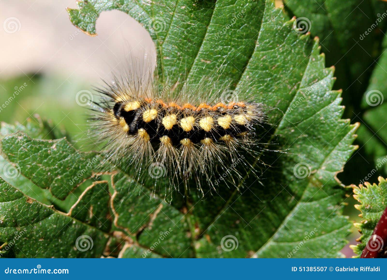 Yellow And Black Caterpillar Stock Image 51385507