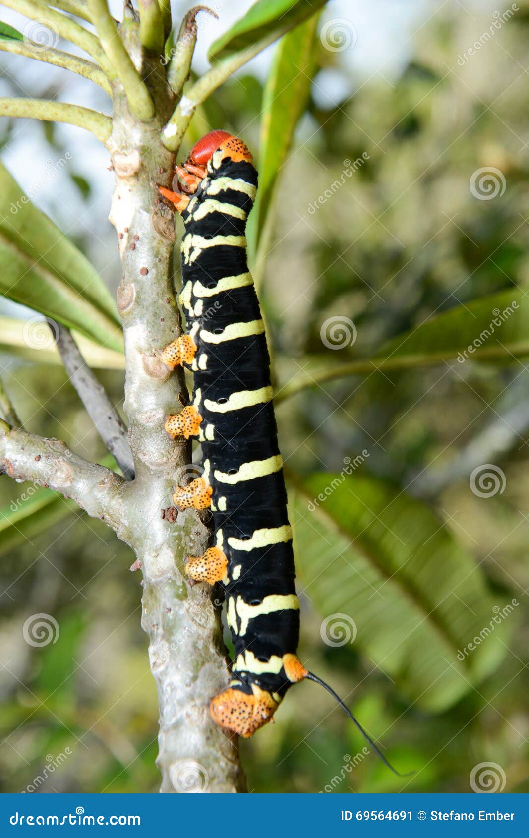 Yellow and Black Caterpillar Stock Image Image of animal, black 69564691