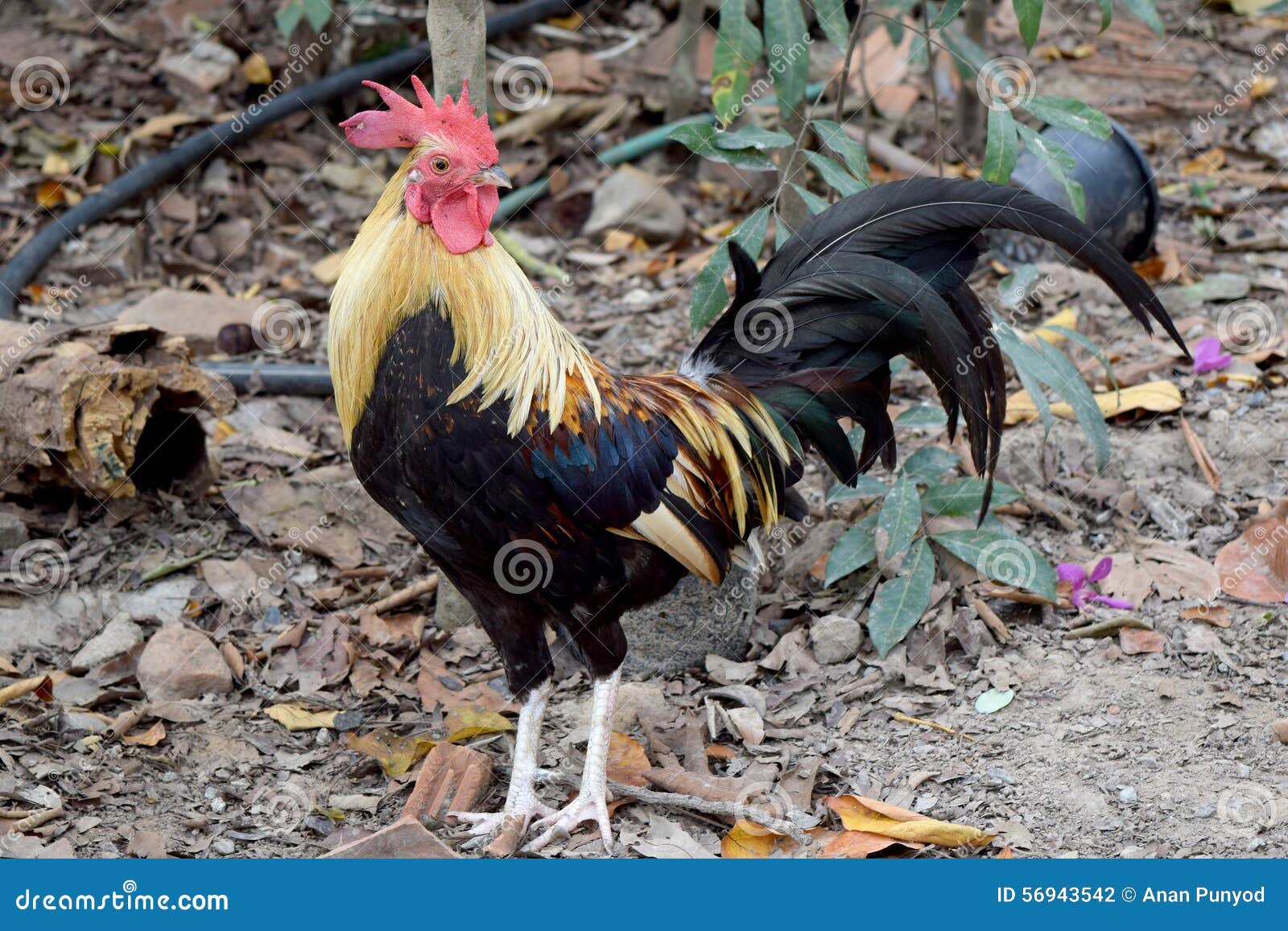 Yellow Black Chicken Bantam - Animal of Wildilfe Stock Photo - Image of