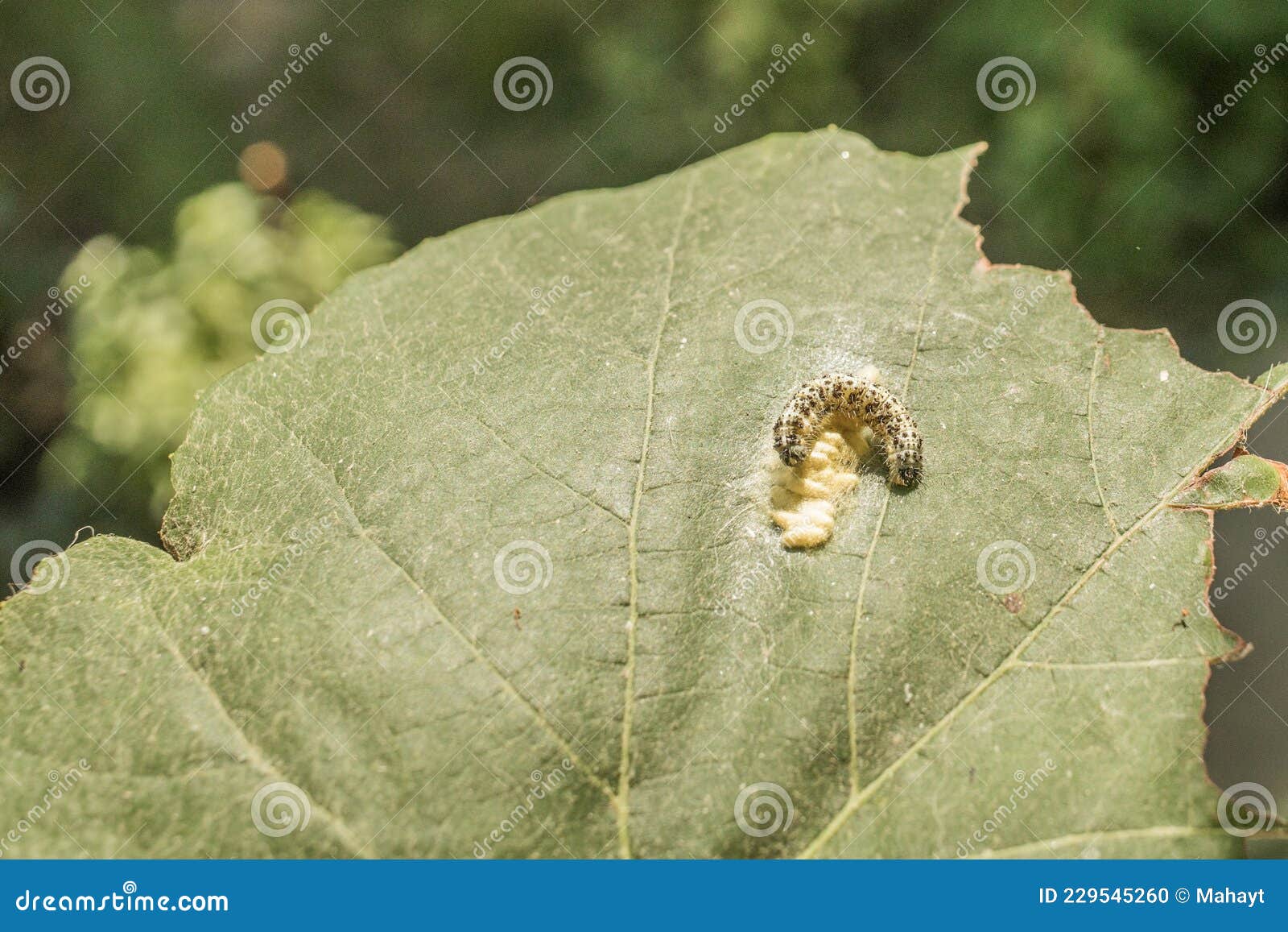 Yellow, Black Dotted Caterpillar Laying Yellow Eggs on a Grape Vine