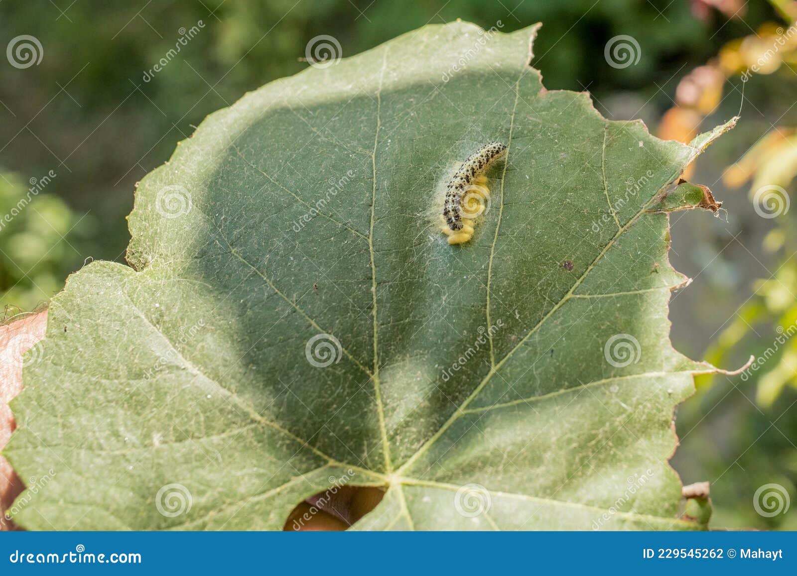 Yellow, Black Dotted Caterpillar Laying Yellow Eggs on a Grape Vine