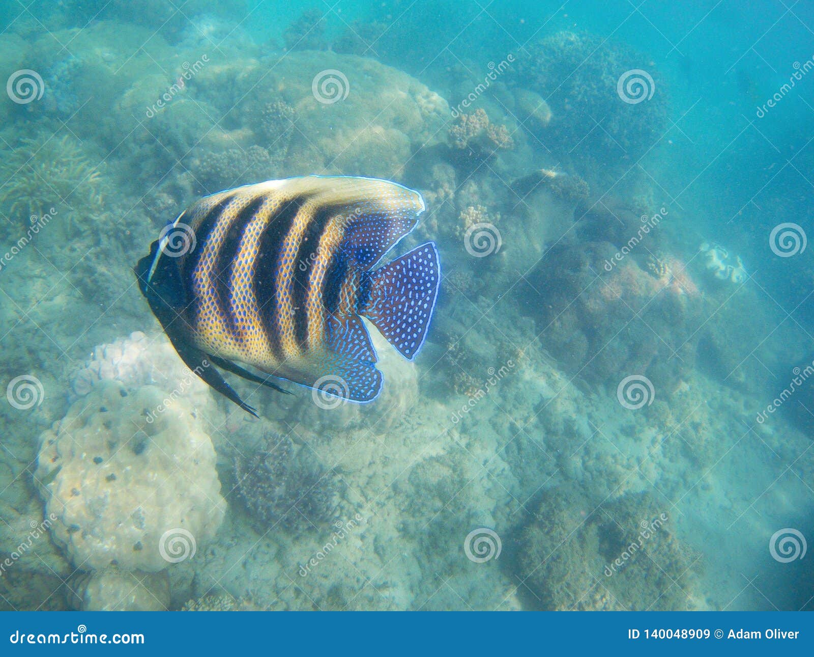 Yellow and Black Fish with Blue Spots in Front of Coral Reef Stock