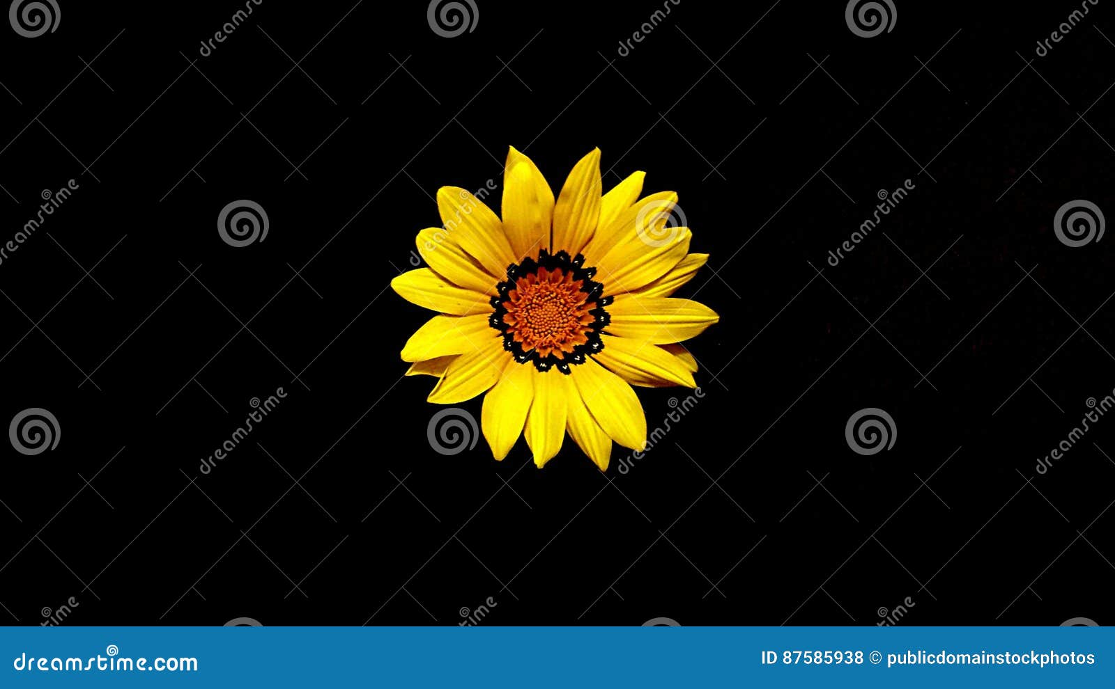 Yellow And Black Flower Picture. Image 87585938