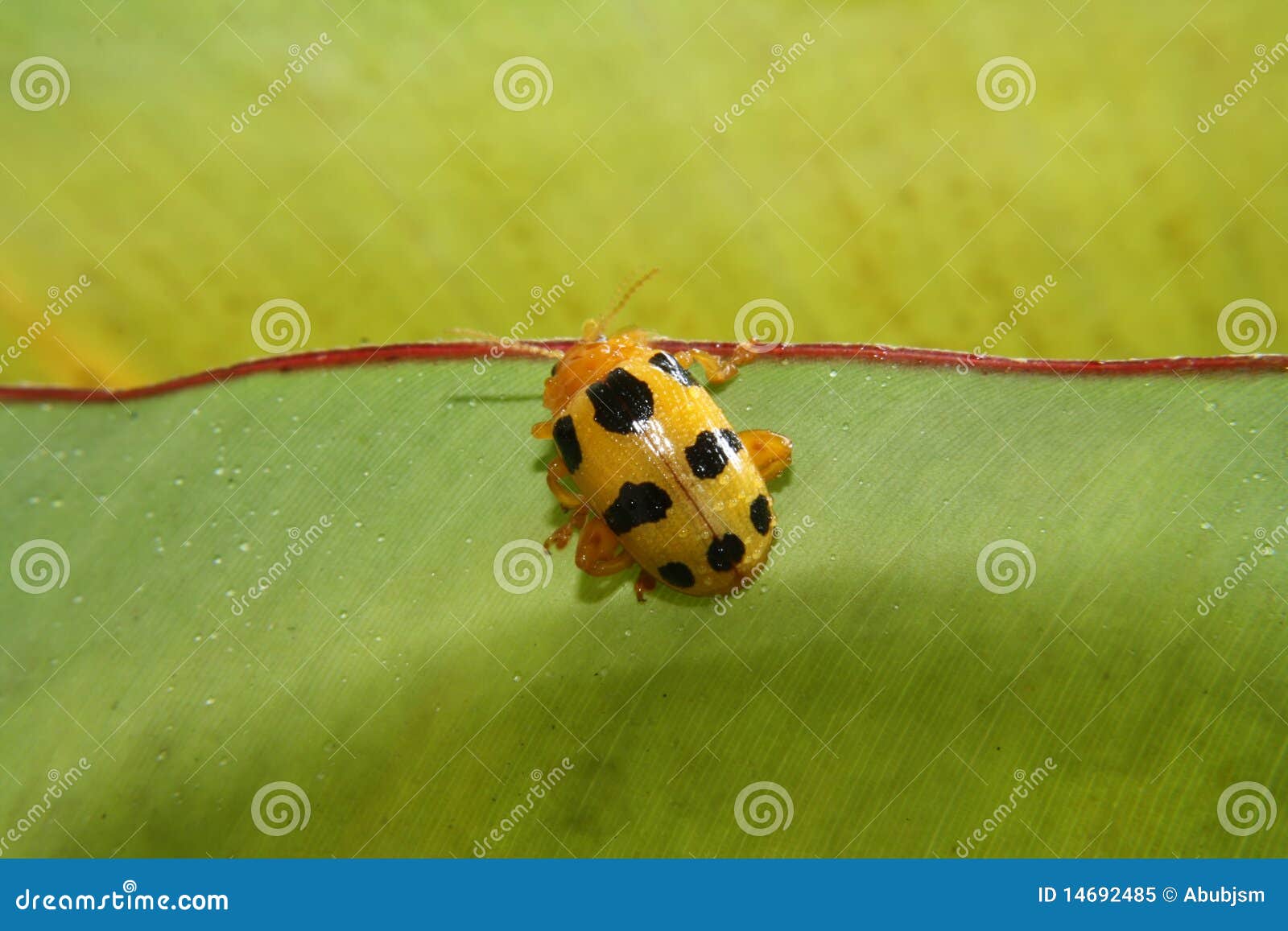 Yellowblack ladybird stock image. Image of ladybug, pest 14692485