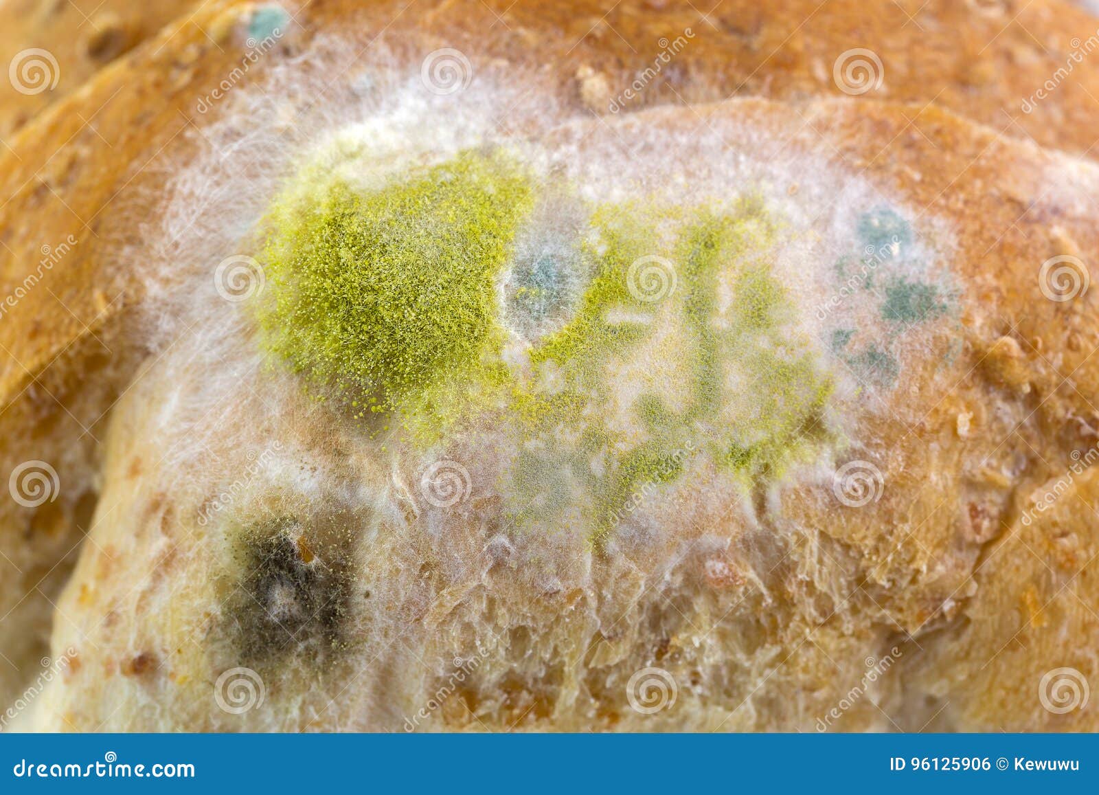 yellow black molds on molded old wholewheat bread