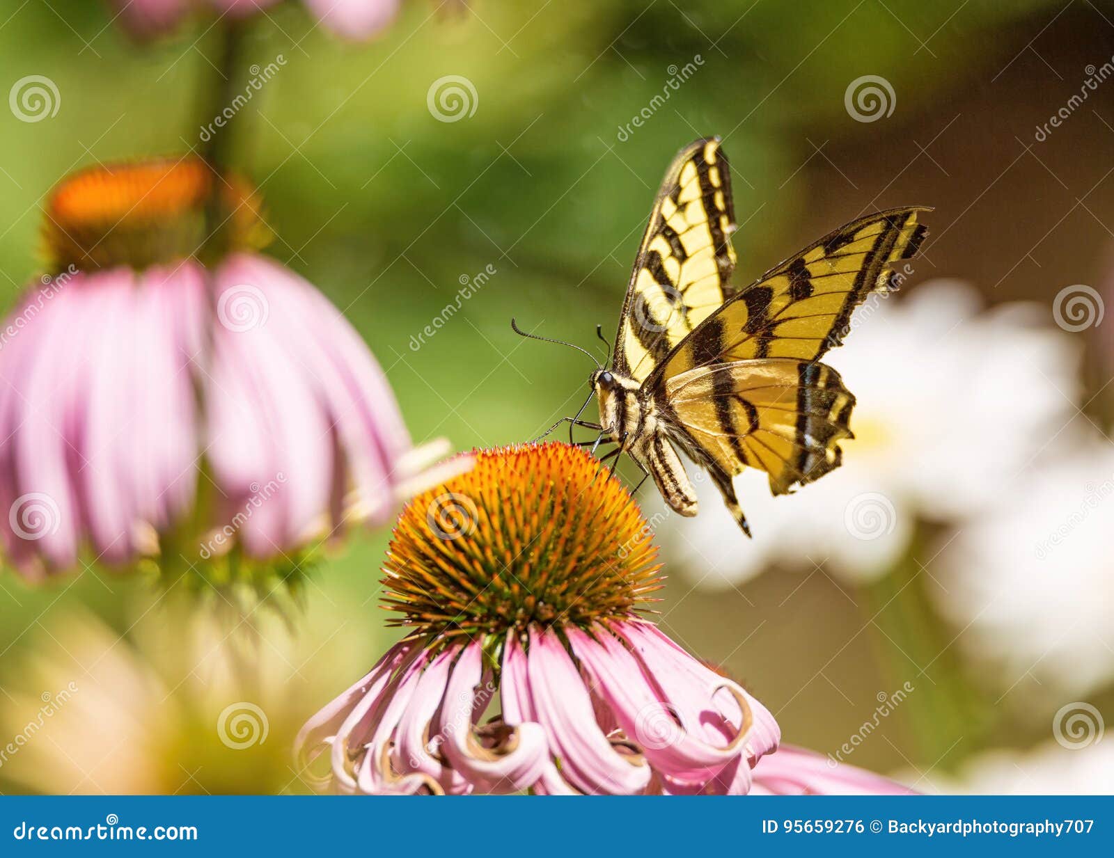 Yellow and Black Monarch Butterfly on a Flower Stock Photo Image of