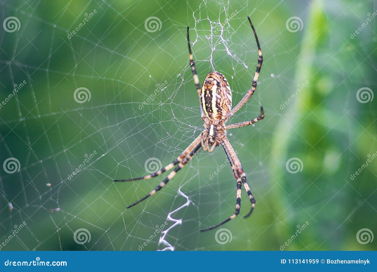 Yellow Black Orb Weaver Spider Argiope Bruennichi Or The Wasp