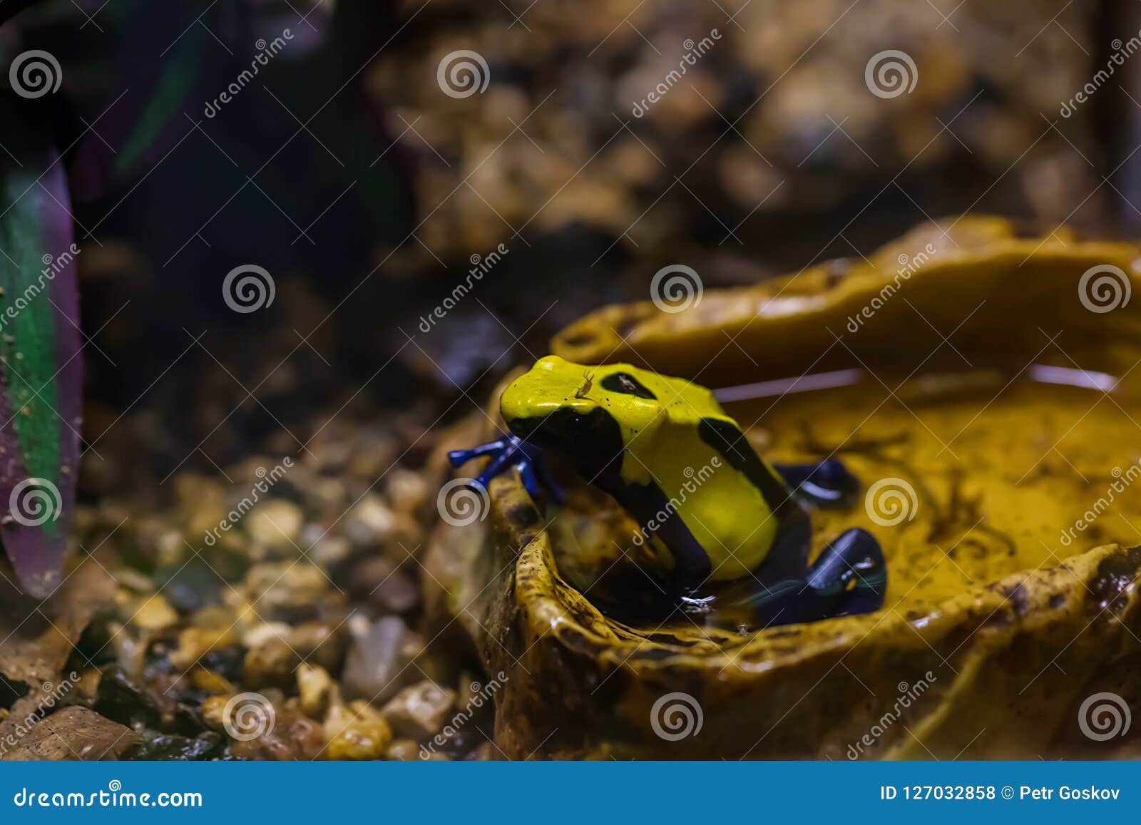 exotic pet frogs